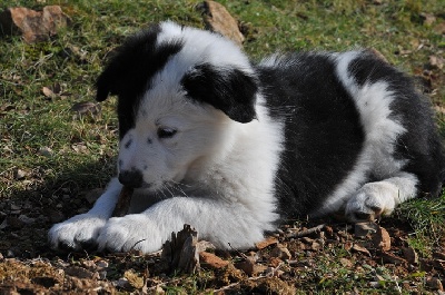 des Crocs de Provence - Les chiots à 9 semaines