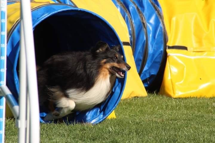 des Crocs de Provence - Concours d'agility de Saint Martin de Crau