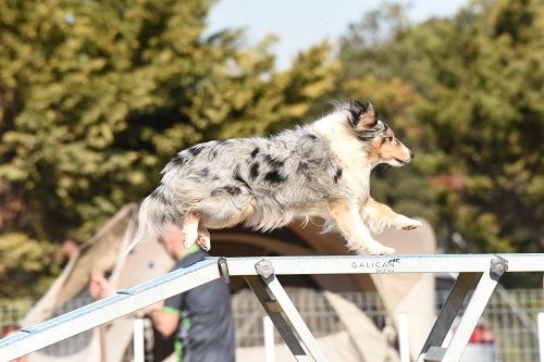 des Crocs de Provence - Maenerys 7ème au Championnat de France d'agility