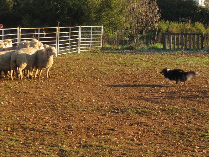 des Crocs de Provence - Stage troupeau pour Mew