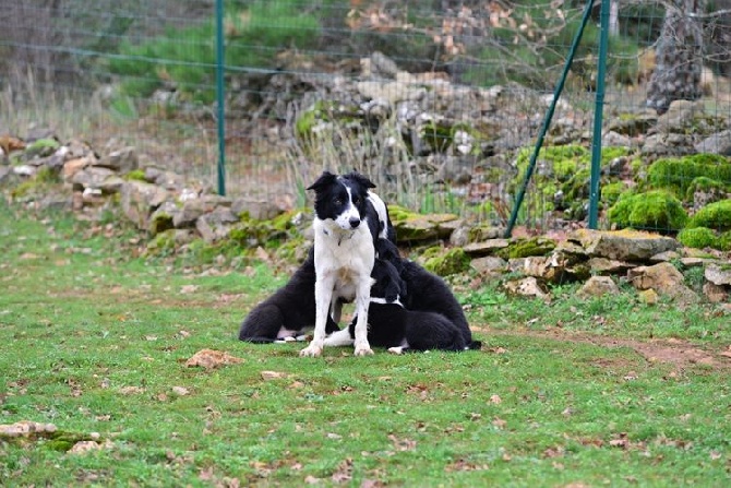 des Crocs de Provence - Les chiots ont 8 semaines