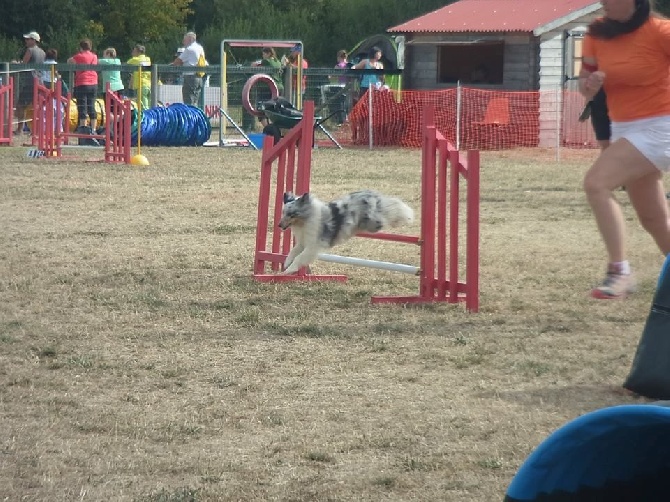 des Crocs de Provence - Concours d'agility de Hyères