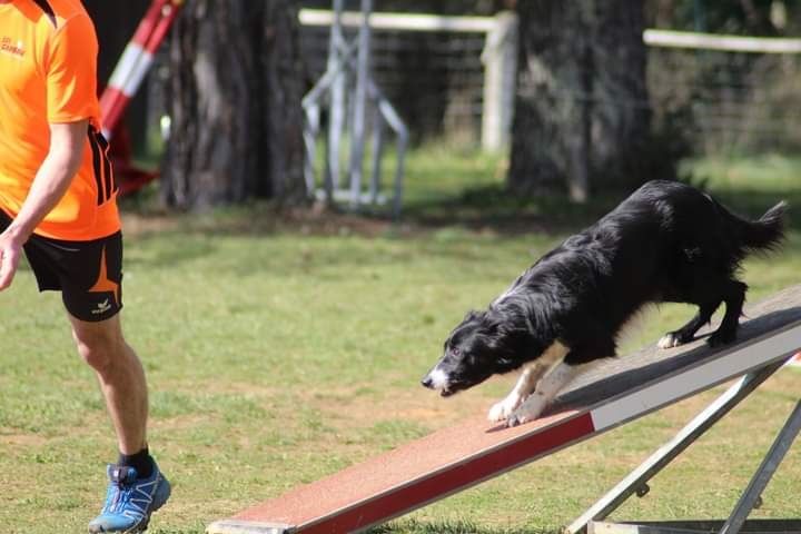 des Crocs de Provence - Concours d'agility de Lorette