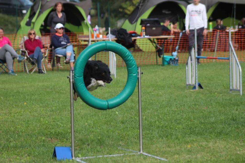 des Crocs de Provence - Concours d'agility de Martigues