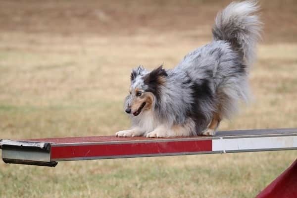 des Crocs de Provence - June au Championnat de France d'agility des Bergers des Shetland 2021