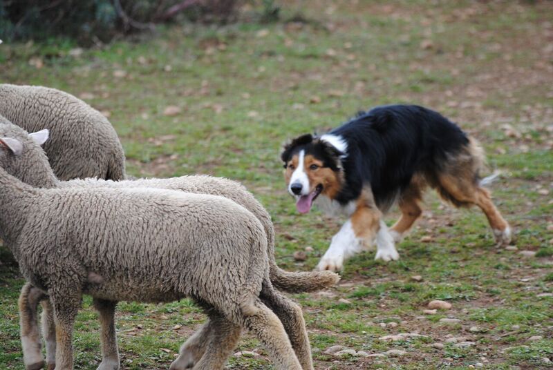 des Crocs de Provence - Stage troupeau pour Iwan