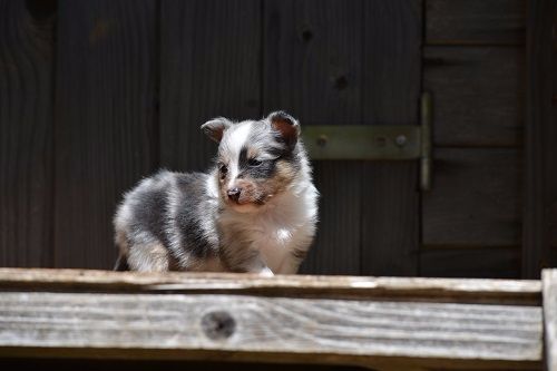 des Crocs de Provence - Les chiots de Jen et Iakari ont 4 semaines