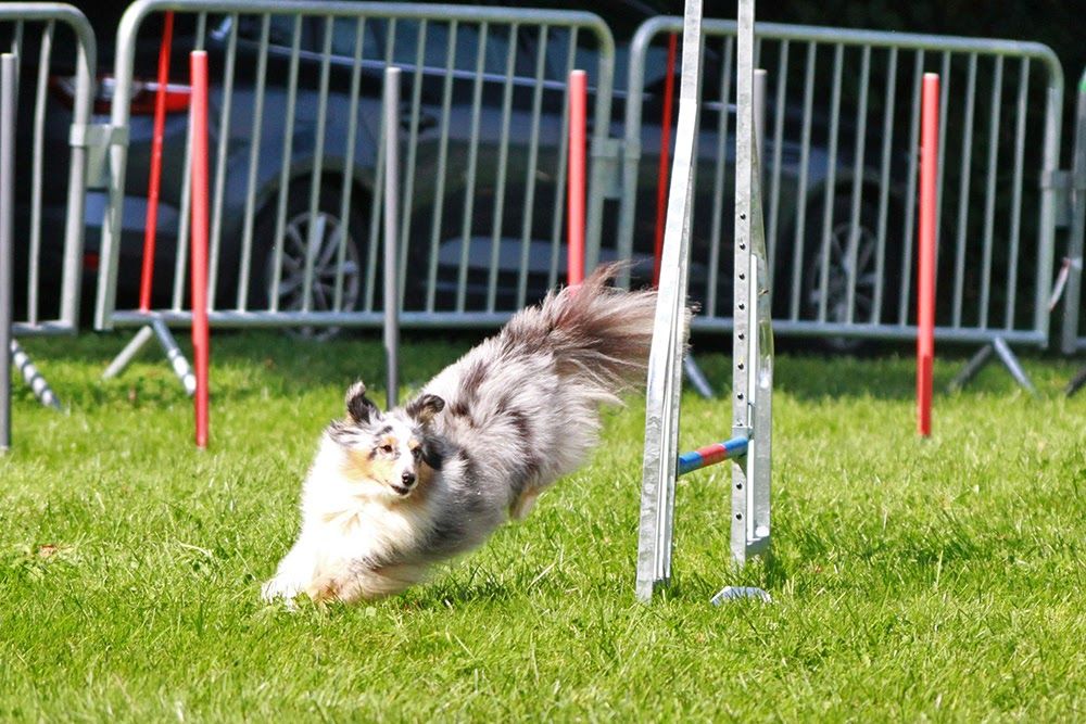 des Crocs de Provence - Maenerys en concours d'agility à Chambéry