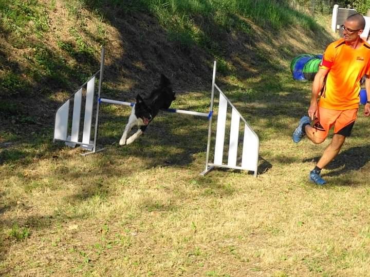 des Crocs de Provence - Concours d'agility de Saint Martin de Crau