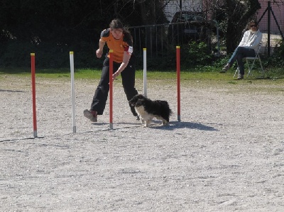 des Crocs de Provence - Concours d'agility de Fréjus