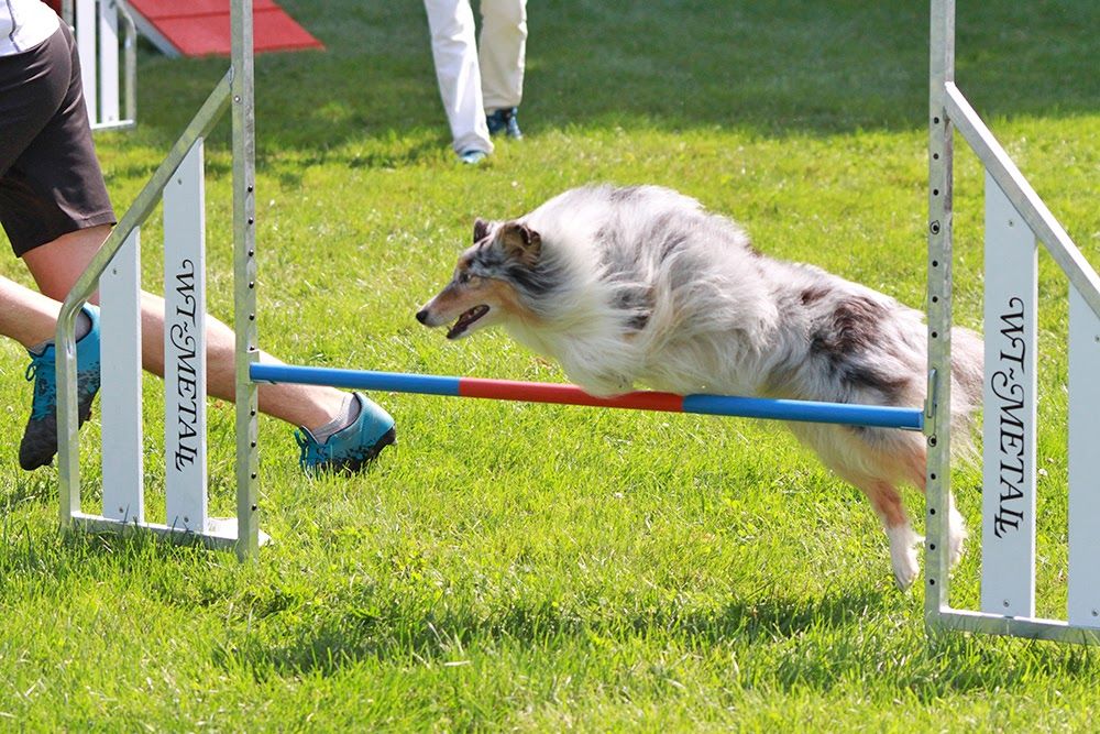 des Crocs de Provence - Légolas au concours de Chambéry