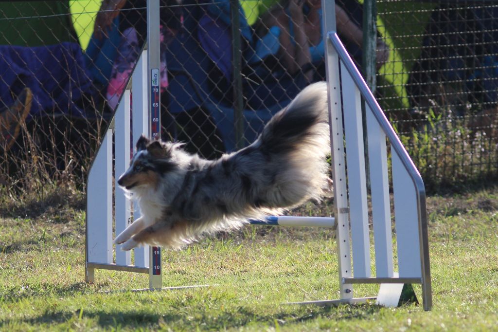 des Crocs de Provence - Concours d'agility de Fos