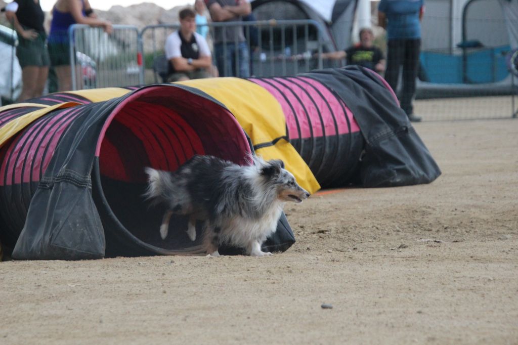 des Crocs de Provence - Concours d'agility de Roquebrune Cap Martin