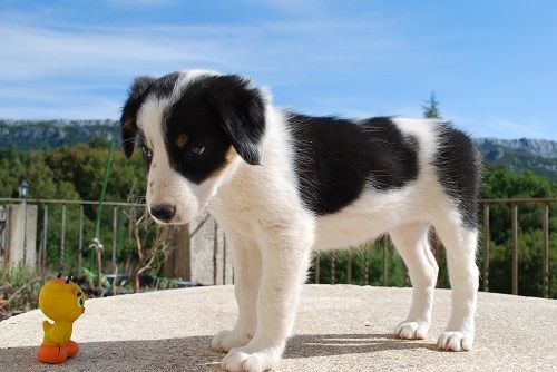 des Crocs de Provence - Les chiots de Ippon et Glen ont eu 7 semaines