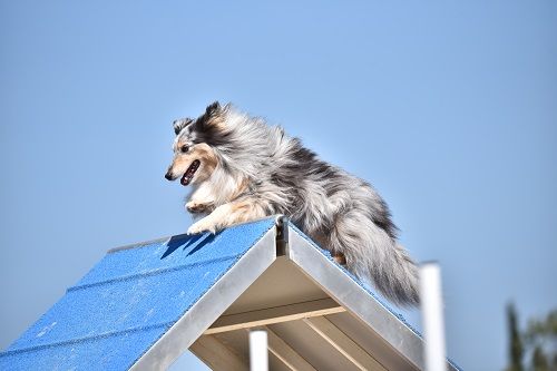 des Crocs de Provence - June au concours d'agility des Cadéou