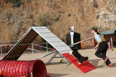 des Crocs de Provence - Concours d'agility d'Istres