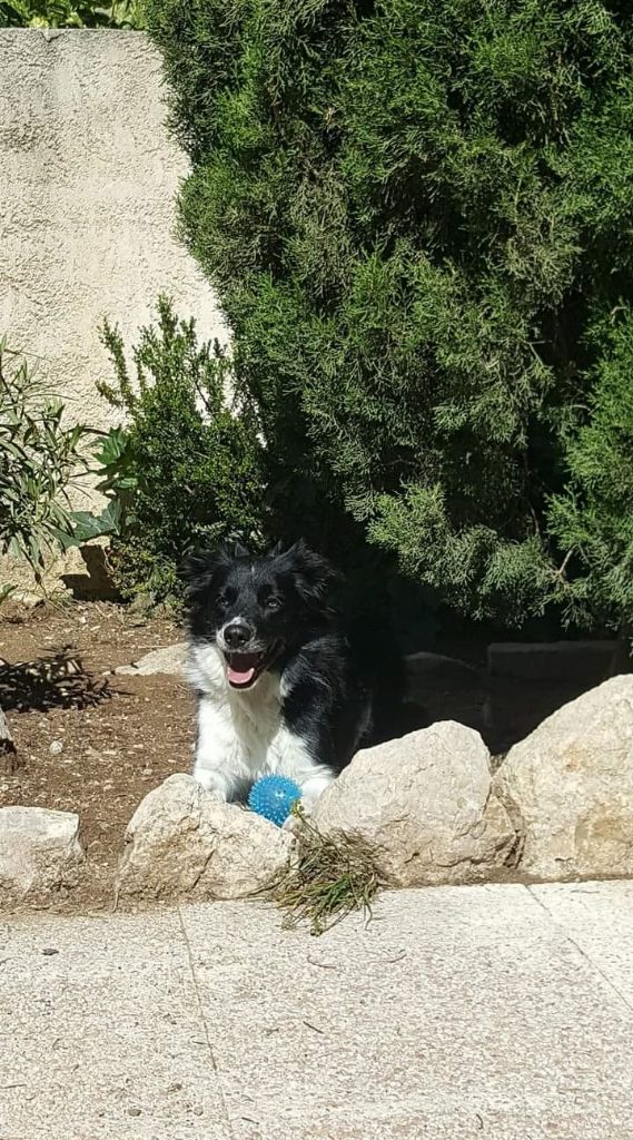 des Crocs de Provence - Des nouvelles de Névada