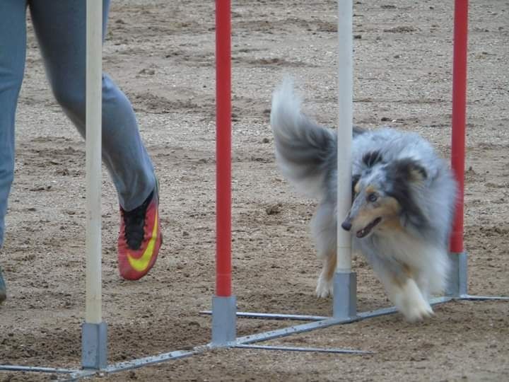 des Crocs de Provence - Concours d'agility du P.U.C.H.