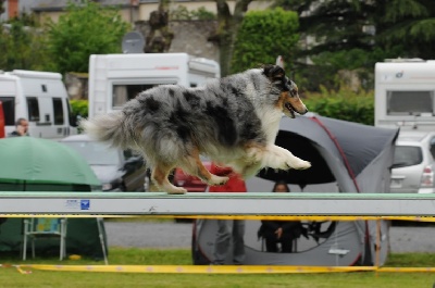 des Crocs de Provence - Concours d'agility d'Arles