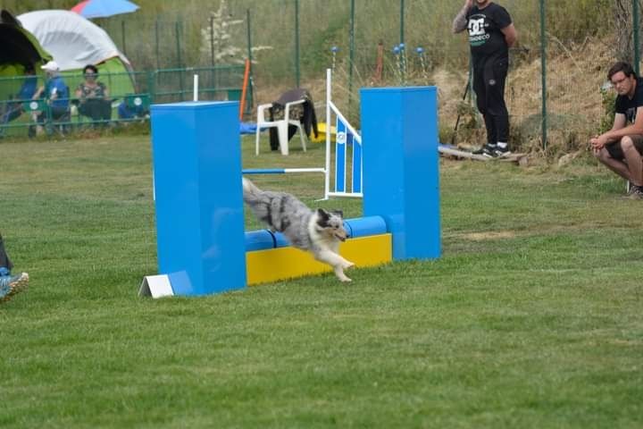 des Crocs de Provence - J'imagine au concours d'agility des Pennes Mirabeau