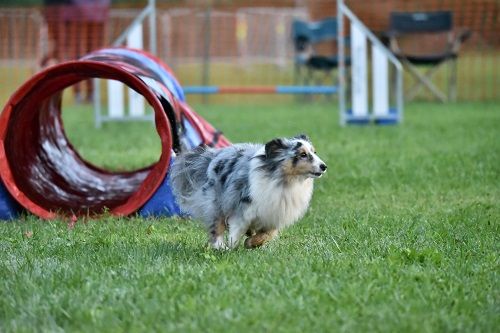 des Crocs de Provence - Concours d'agility des Cadéous