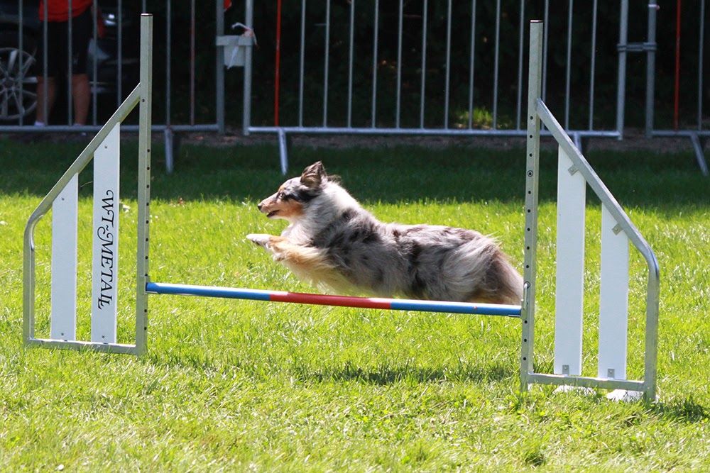 des Crocs de Provence - Concours d'agility de Villeneuve Loubet