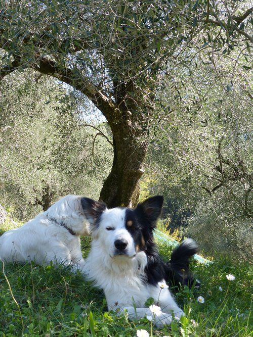 des Crocs de Provence - Des nouvelles de Jazz