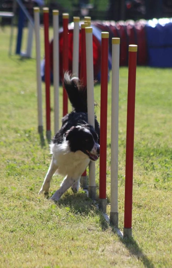 des Crocs de Provence - Concours d'agility de Ferrals les Corbières