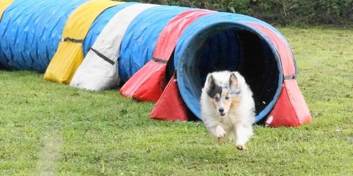 des Crocs de Provence - Concours d'agility de Cannes