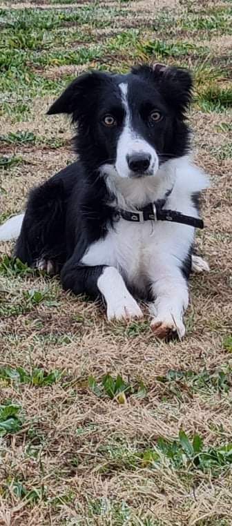 des Crocs de Provence - Brevet d'agility pour Ruby