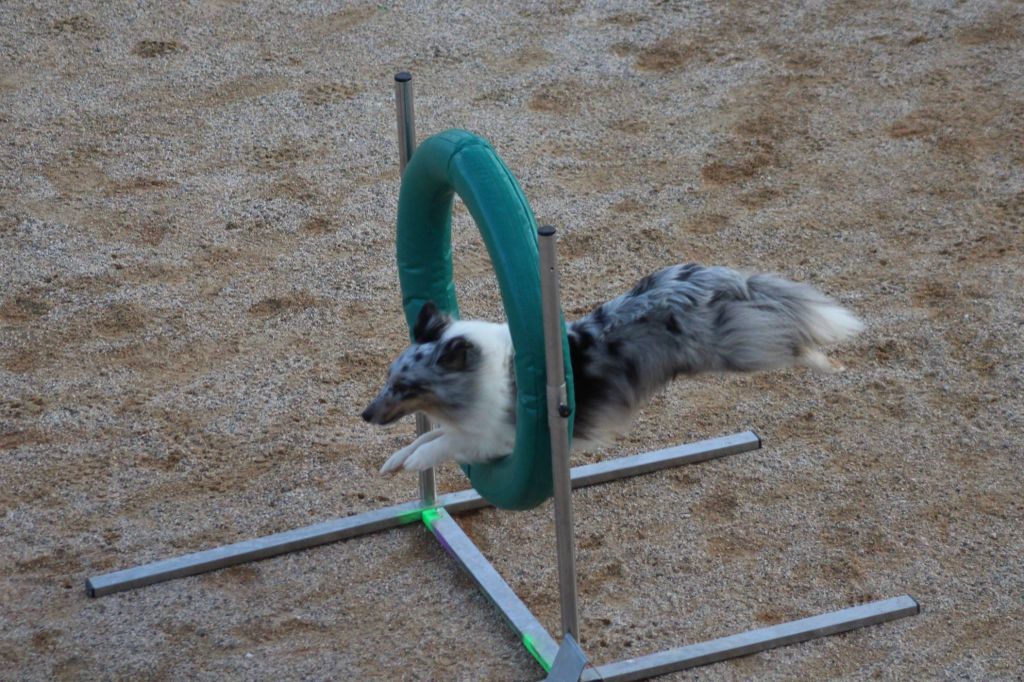 des Crocs de Provence - Concours d'agility de Belleville