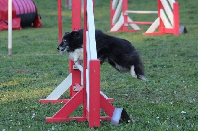 des Crocs de Provence - Concours d'agility de Mouriès