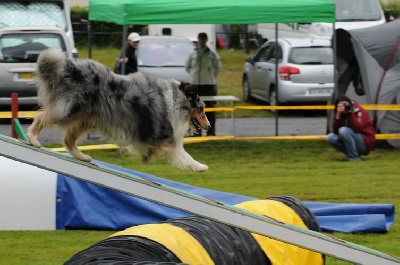 des Crocs de Provence - Concours d'agility de Martigues