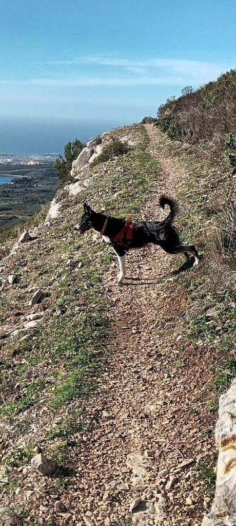 des Crocs de Provence - Des nouvelles de Sésar