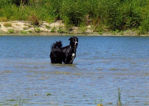 des Crocs de Provence - Concours d'agility d'Aubenas