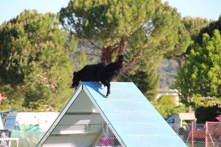 des Crocs de Provence - Concours d'agility de Cabrières