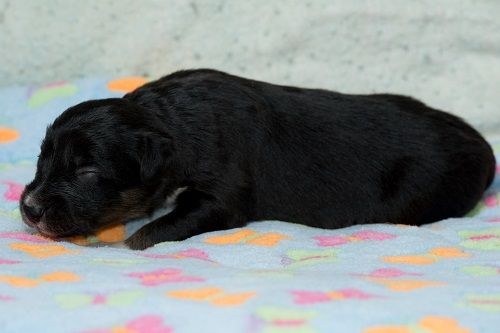 des Crocs de Provence - Les chiots de Ippon et Glen ont eu 2 semaines.