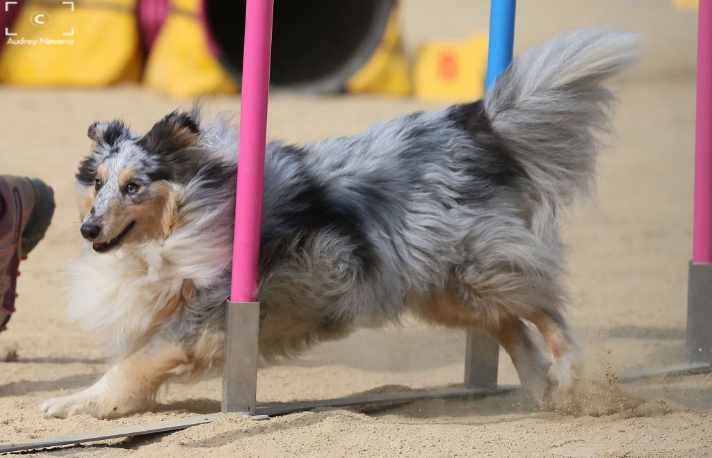 des Crocs de Provence - Concours d'agility de Mougins