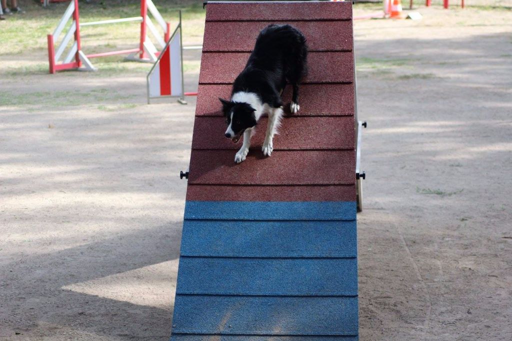 des Crocs de Provence - Concours d'agility de Villeneuve Loubet