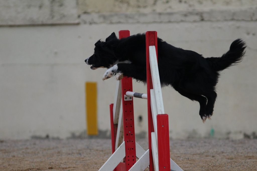 des Crocs de Provence - Concours d'agility en Corse