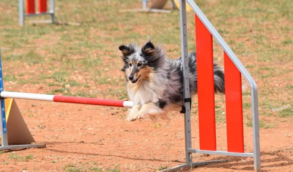 des Crocs de Provence - Nirvana au championnat de France d'agility