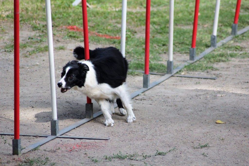 des Crocs de Provence - Concours d'agility de Briançon