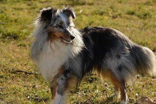 des Crocs de Provence - Premier concours d'agility