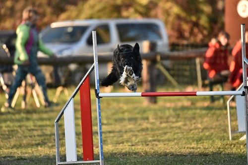 des Crocs de Provence - Concours de Coyote Club