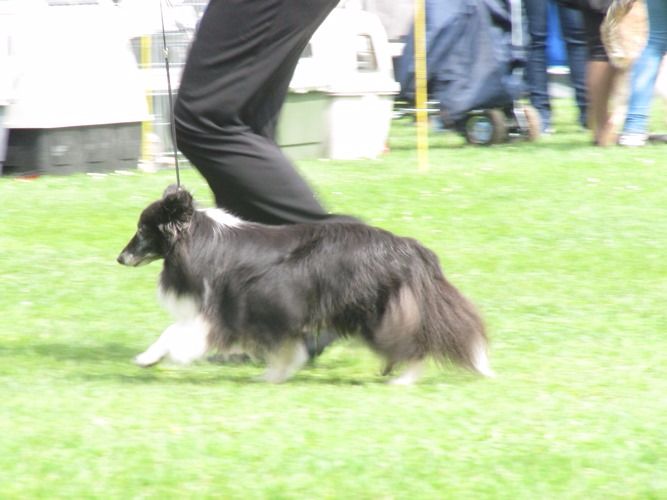 des Crocs de Provence - Cheyenne Championne Vétéran de Monaco