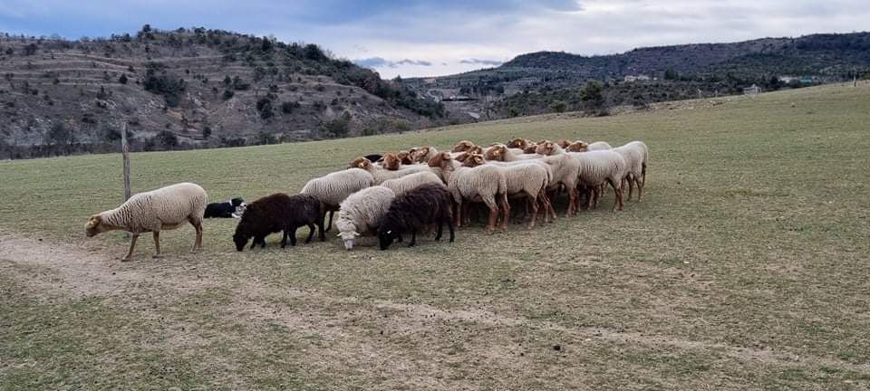 des Crocs de Provence - Des nouvelles de Ruby