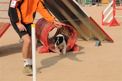 des Crocs de Provence - Concours d'agility de Grasse