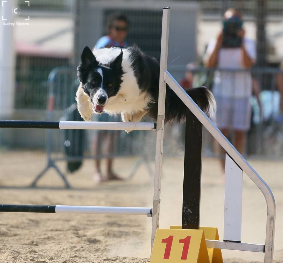 des Crocs de Provence - Concours d'agility de Ferrals les Corbières