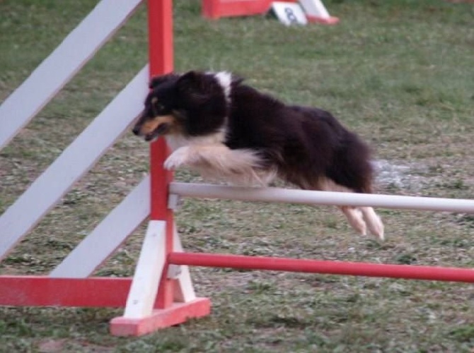 des Crocs de Provence - Concours d'agility de Marignane