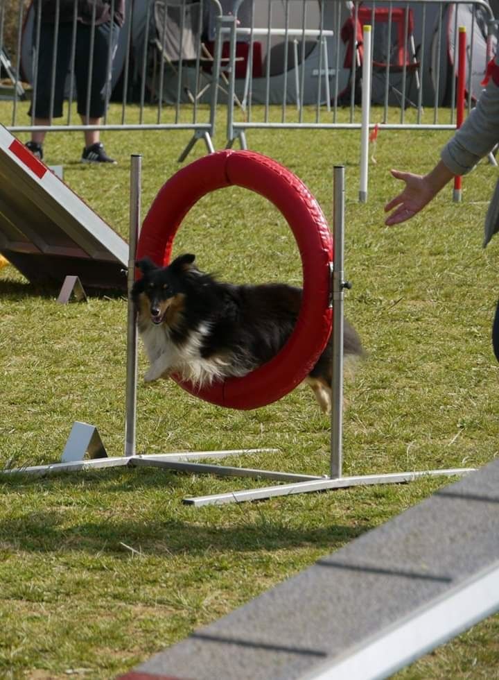 des Crocs de Provence - Brevet d'agility pour Mew